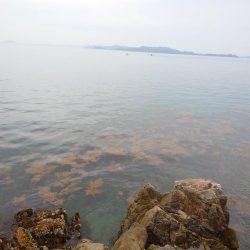 やっと釣れた年無し！