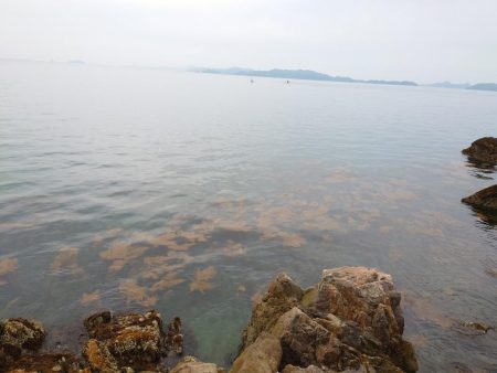 やっと釣れた年無し！