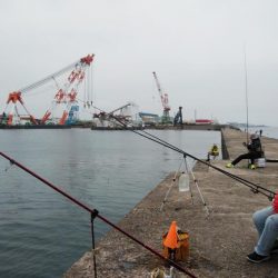播磨新島のキスが釣れ始めました