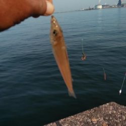 播磨新島のキス釣査