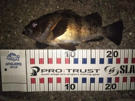 メバル良型4連発