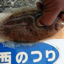 小型キスが沢山釣れました