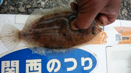 小型キスが沢山釣れました