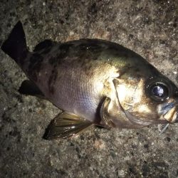 潮止まりのタイミングで連発