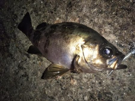 潮止まりのタイミングで連発