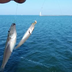 良型キスが釣れません