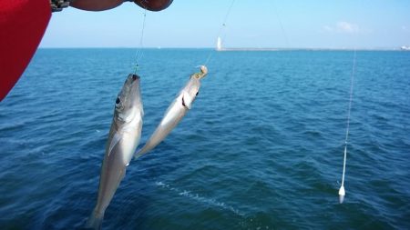 良型キスが釣れません