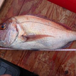 GWのマダイ釣り