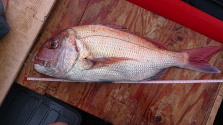 GWのマダイ釣り