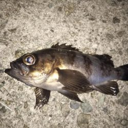 朝マズメ短時間釣行