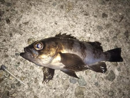 朝マズメ短時間釣行