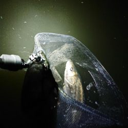 仕事終わりのエラ洗い