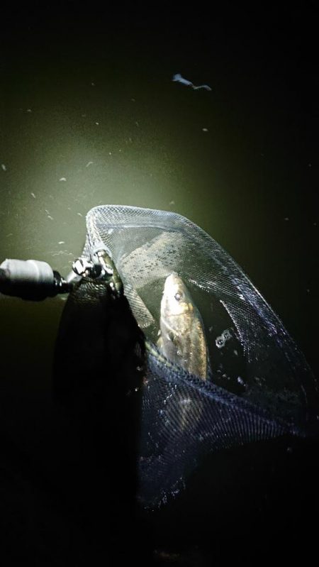 仕事終わりのエラ洗い