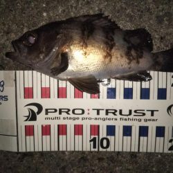 メバル&コウイカ