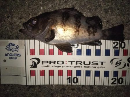 メバル&コウイカ