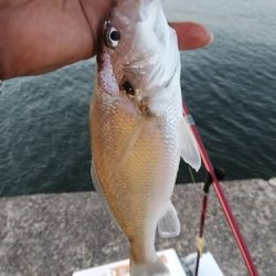 播磨新島のキス釣査