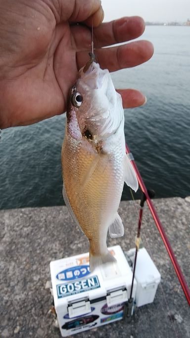 播磨新島のキス釣査