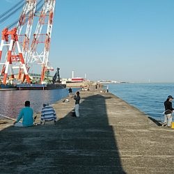 播磨新島のキス釣査