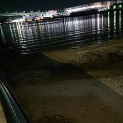 このキビレ…デカい 芦屋浜にて