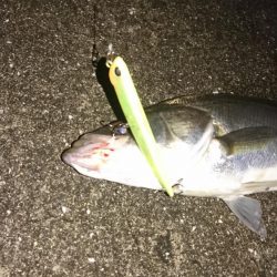 今年初シーバス