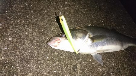 今年初シーバス