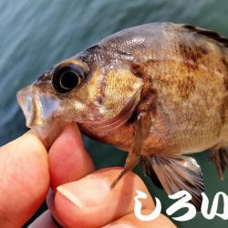 狙いのチヌは不発。