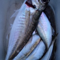 アジのウキ釣りに