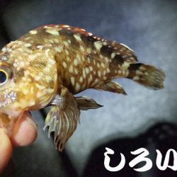 アジはいなかったのでガシラ狙い。