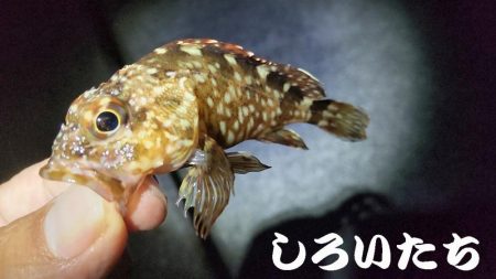 アジはいなかったのでガシラ狙い。