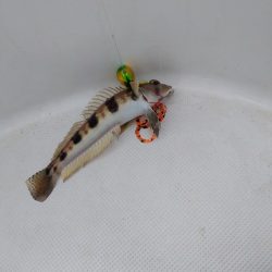 ノッコミ真鯛タイラバ