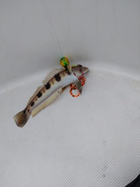 ノッコミ真鯛タイラバ