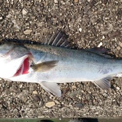 イワシ大量発生