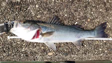 イワシ大量発生