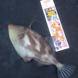 チャーターでわがまま便