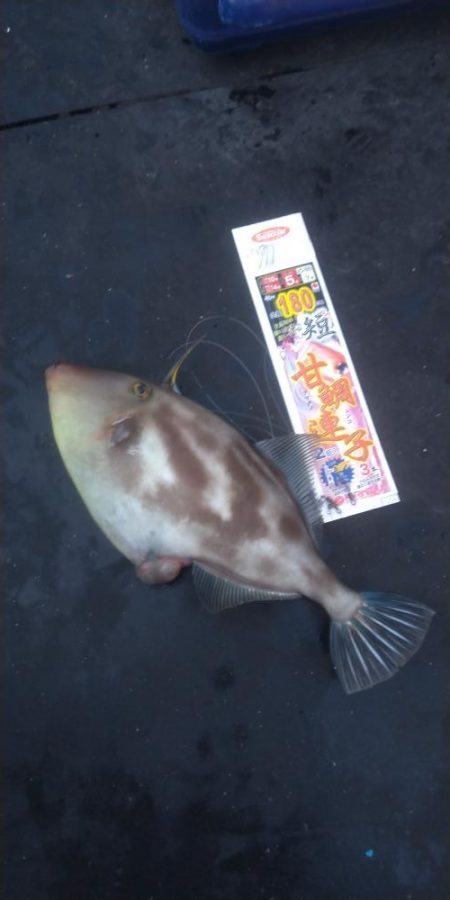 チャーターでわがまま便