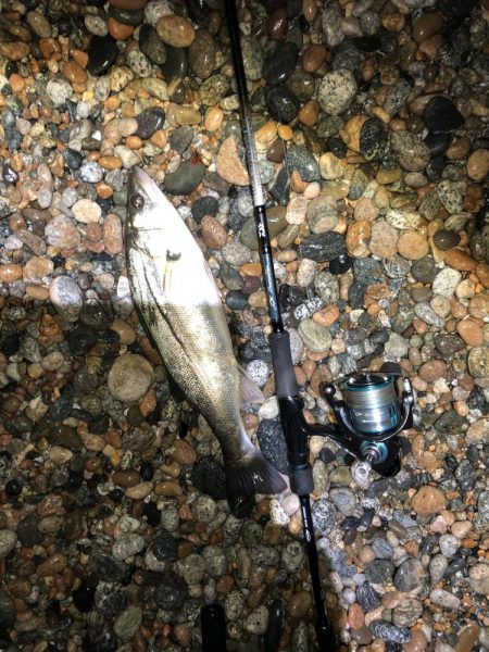 ホタルイカパターン第3弾