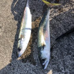 アジング　サバ高活性