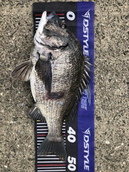 イチノ兄弟、釣果！