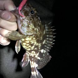 ややシブ、2022年5月メバリング釣果