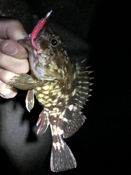 ややシブ、2022年5月メバリング釣果