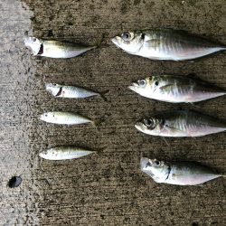 初めての朝マズメ