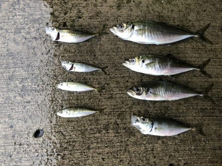 初めての朝マズメ