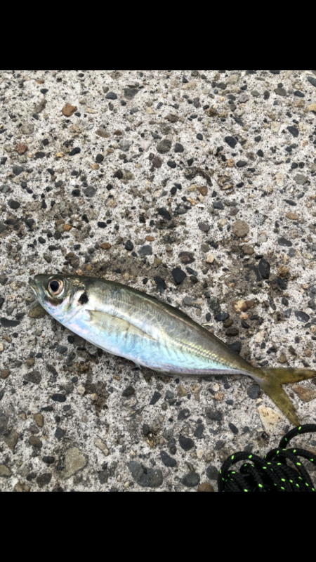 アジング新規開拓