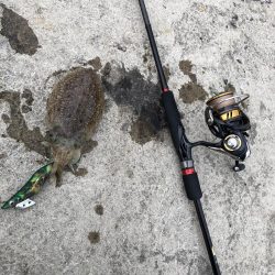 朝マヅメエギング