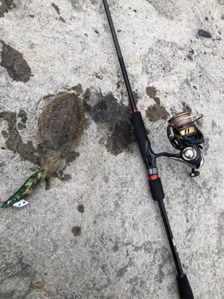 朝マヅメエギング