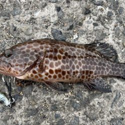 オオモンハタ？かな？