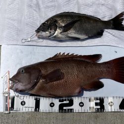 チヌ33cm、外道にコブダイ40cm