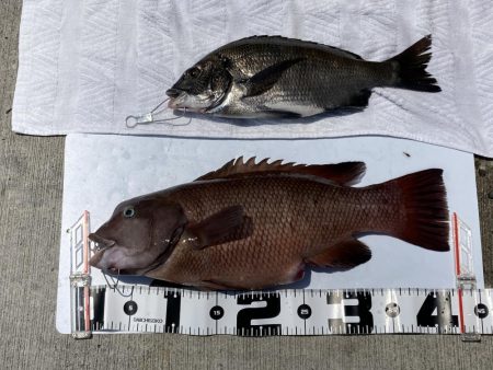 チヌ33cm、外道にコブダイ40cm