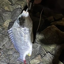 和歌山のチニング