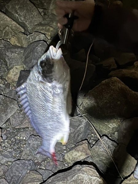 和歌山のチニング